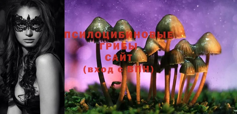 Галлюциногенные грибы Psilocybine cubensis  Ветлуга 